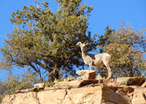 Las Vegas Zion tours